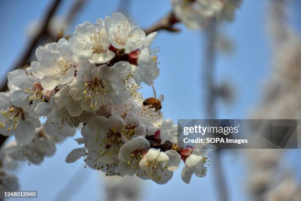 Honey bee seen collecting nectar from a flower during a sunny spring day on the outskirts of Srinagar, the summer capital of Jammu and Kashmir.