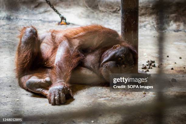 An orangutan is lying on the floor of his cage, near his droppings, looking at his cell door, at Pata zoo, in Bangkok. The animals are Pata Zoo are...