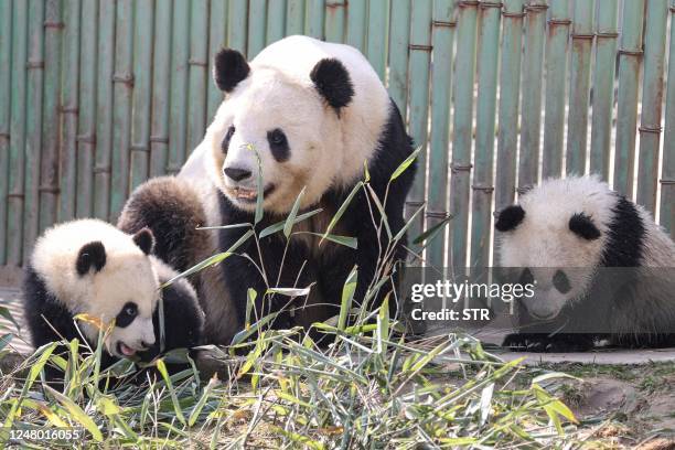 This photo taken on March 10, 2023 shows a panda playing with its twin cubs at the Sibao Science Park in Xian in China's northern Shaanxi province. /...