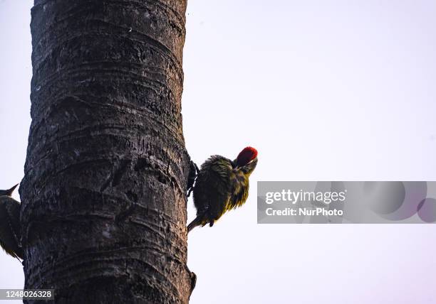 The streak-throated woodpecker is a species of woodpecker found in the Indian subcontinent. Streak-throated inhabits open forests from lowlands up...