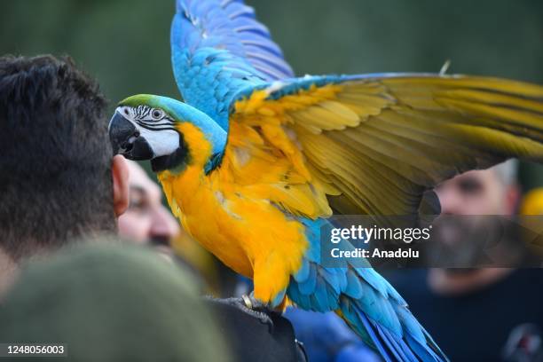 Parrots and owls of different species are on display at a bird show at Yarmouk district of Kuwait City, Kuwait on March 11, 2023.