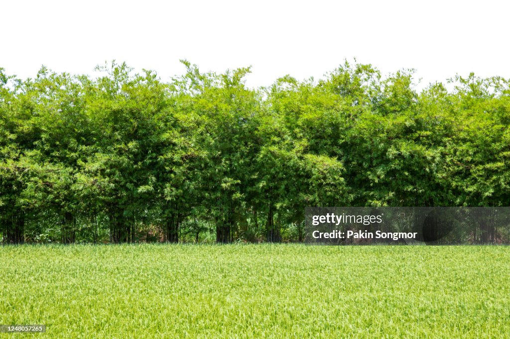 Bamboo wall with a green field isolated on white background.