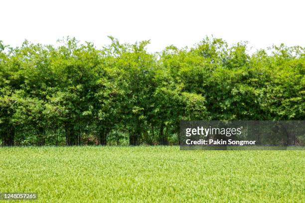 bamboo wall with a green field isolated on white background. - yard grounds stock pictures, royalty-free photos & images