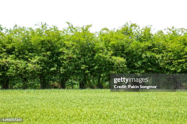 bamboo wall with a green field isolated on white background. - 竹 材料 個照片及圖片檔