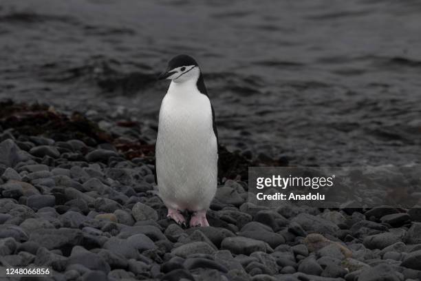Chinstrap penguin is seen on at Ardley Island that hosts many bird species and penguins, located in the north of Antarctic Peninsula as part of 7th...