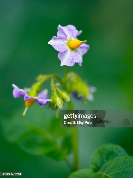 potato flowers - kartoffelblüte nahaufnahme stock-fotos und bilder