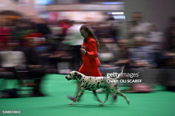 Woman walks with a Dalmatian dog as it is judged on the final day of the Crufts dog show at the National Exhibition Centre in Birmingham, central...