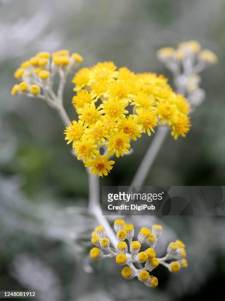 flowers of silver ragwort - cineraria maritima stock pictures, royalty-free photos & images