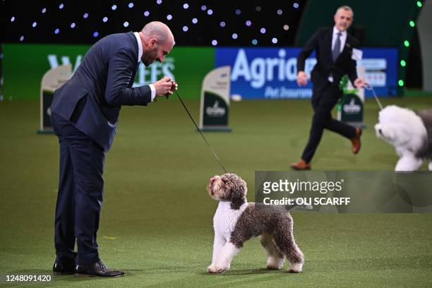 The Lagotto Romagnolo, "Orca" with handler Javier Gonzalez Mendikote winner in the Best in Show event on the final day of the Crufts dog show at the...
