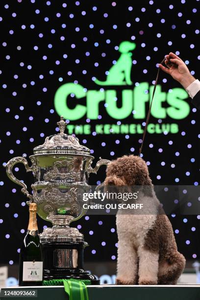 Winner of Best in Show, the Lagotto Romagnolo, "Orca" poses for photographs at the trophy presentation for the Best in Show event on the final day of...