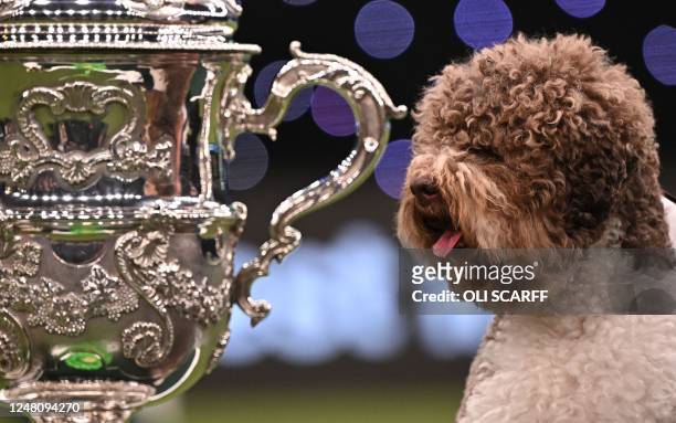 Winner of Best in Show, the Lagotto Romagnolo, "Orca" poses for photographs at the trophy presentation for the Best in Show event on the final day of...