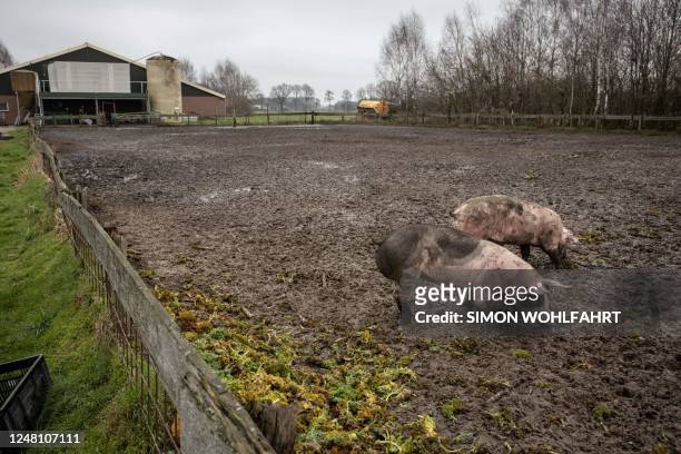 This photograph taken on March 9, 2023 shows pigs at "Piggy's palace" hog farm owned by Erik Stegink, president of the Dutch political party of...