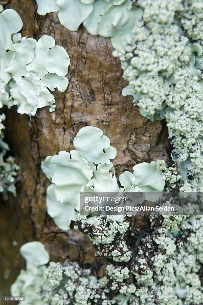 Close-up of lichen growing on the trunk of a tree.