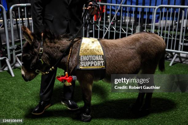 Jenny the emotional support donkey, backstage at the 95th Academy Awards at the Dolby Theatre on March 12, 2023 in Hollywood, California.