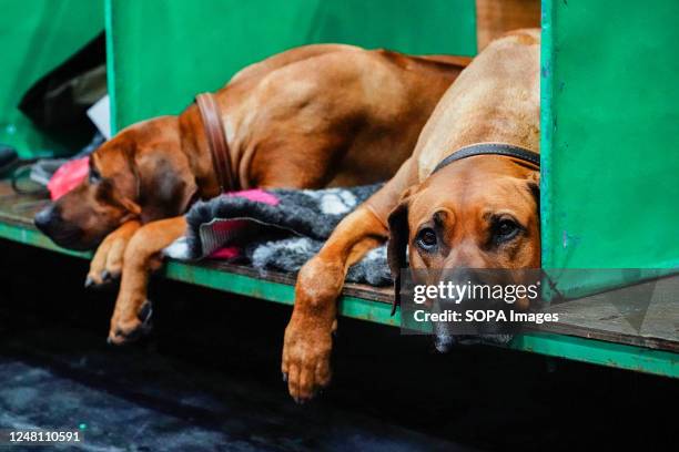 Two Rhodesian Ridgebacks resting in their enclosures on the third day of Crufts. Known as one of the greatest dog shows around the world Crufts...