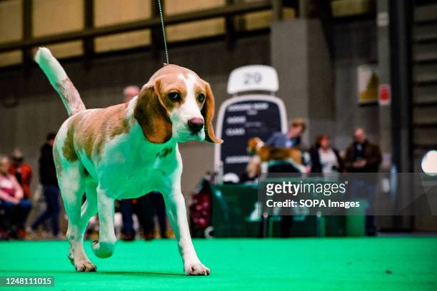 Beagle judging on the third day of Crufts. Known as one of the greatest dog shows around the world Crufts returns to Birmingham, central England, in...