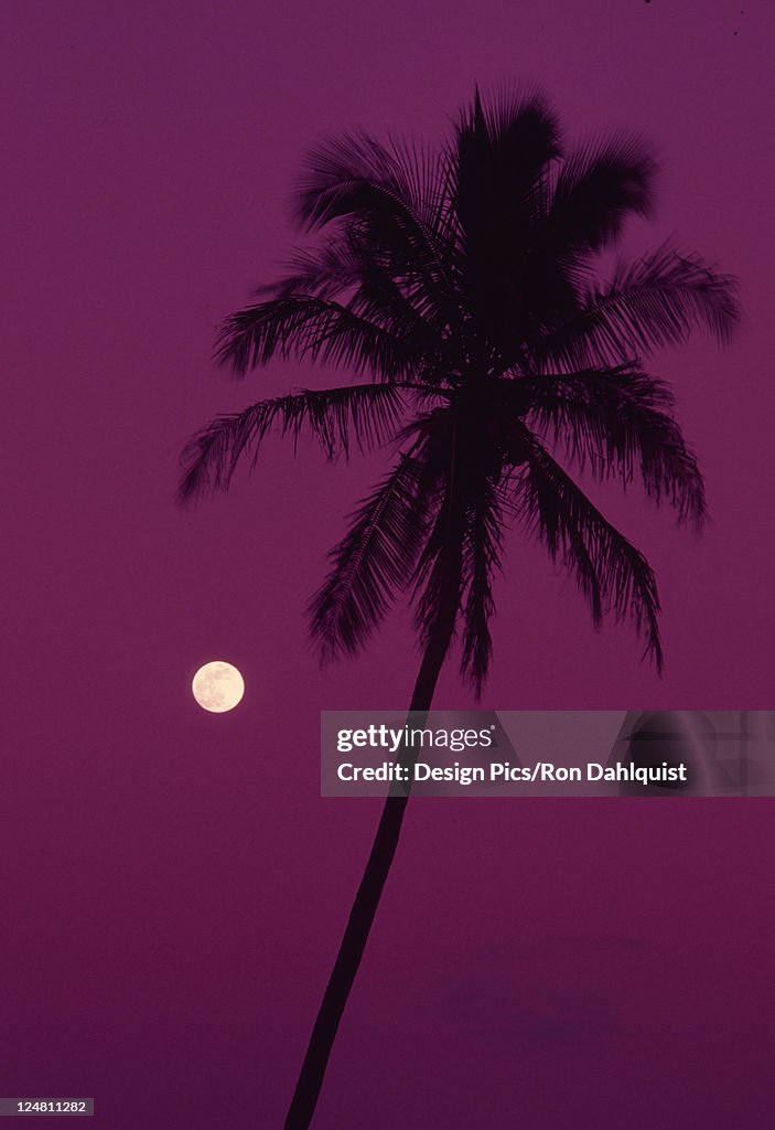 Palm tree with moon in a bright pink sky.