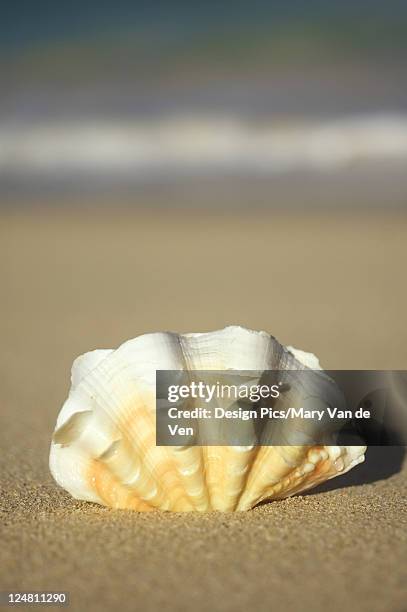 Frilly Sea Shell Mary Van De Ven Photos and Premium High Res Pictures - Getty Images