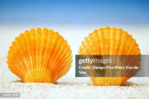 Orange Scallops Shell Two Orange Scallop Shells Standing Upright In Sand High-Res Stock Photo ...