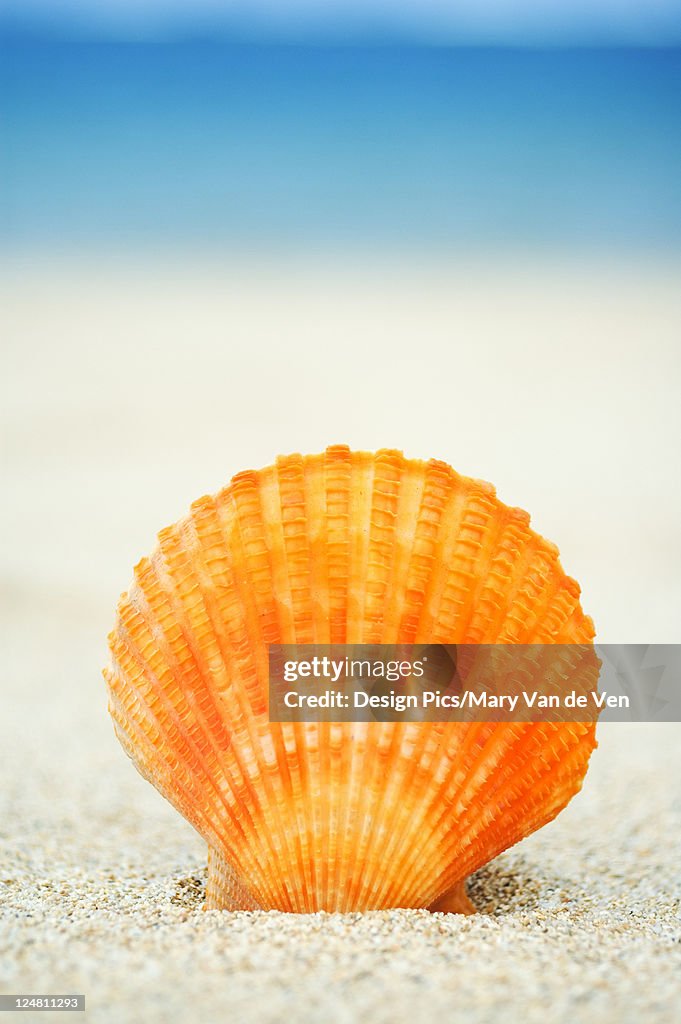 Orange Scallops Shell Orange Scallop Shell Standing Upright In Sand High-Res Stock Photo ...