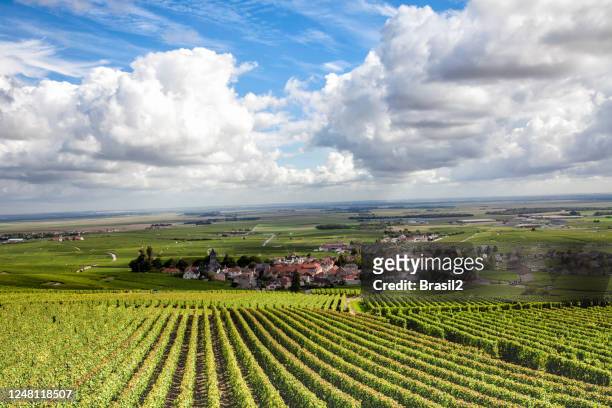 ブルゴーニュのブドウ畑 - ブルゴーニュ　harvest wine ストックフォトと画像