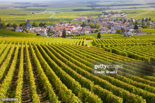 vigneti borgognoni - francia foto e immagini stock