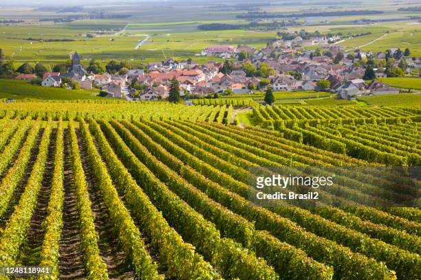burgundy vineyards - frança imagens e fotografias de stock