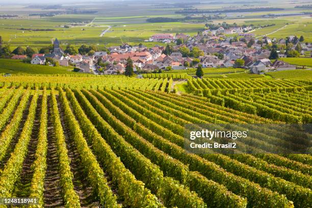 勃根第葡萄園 - chardonnay grape 個照片及圖片檔
