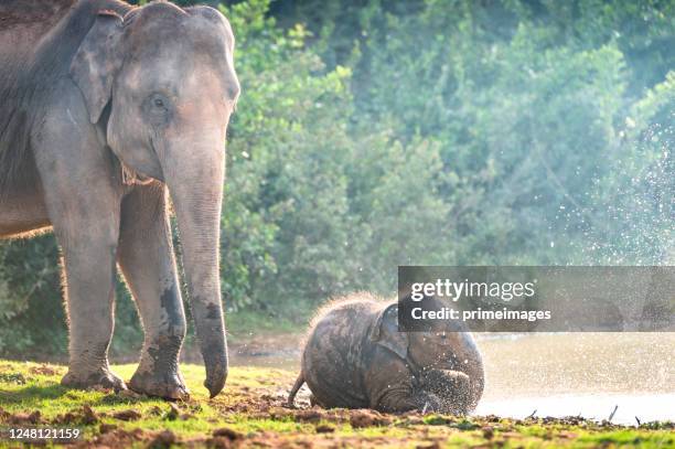 groep wilde olifanten die in het tropische gebied van de regenwoudweide bij zonsopgang lopen - indische olifant stockfoto's en -beelden