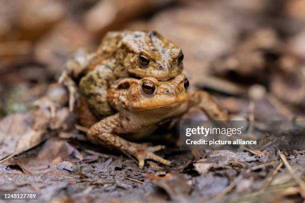 March 2023, North Rhine-Westphalia, Bonn: Two common toads squat in front of a trap fence between a forest and a road. After freezing cold, the toads...