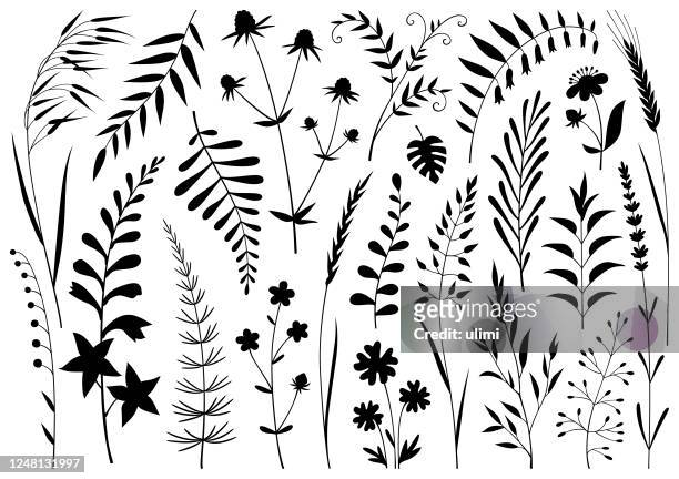 plants - plant silhouette stock illustrations