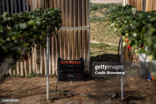 Crate of freshly-picked albion strawberries at the Quatre Vents farm in the Vilafant district of Girona, Spain, on Friday, March 10, 2023. Asda,...