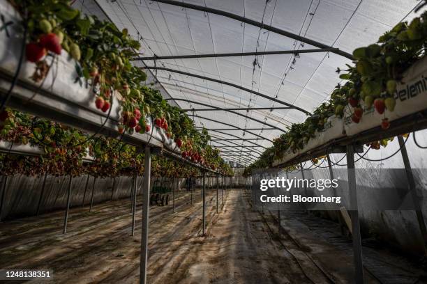 Albion strawberries grow inside a polytunnel at the Quatre Vents farm in the Vilafant district of Girona, Spain, on Friday, March 10, 2023. Asda,...