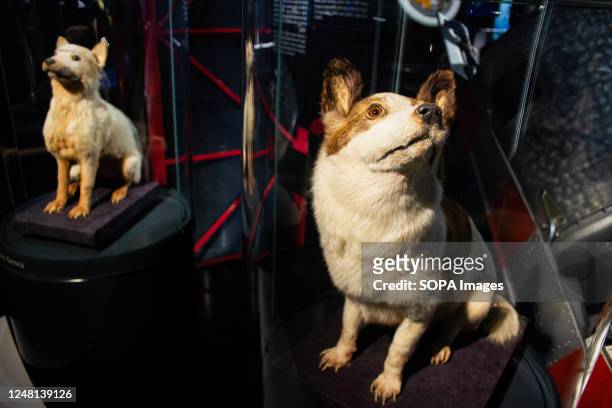 Stuffed Belka and Strelka, the first dogs that safely returned to Earth after a day in space, exhibited in the Memorial Museum of Cosmonautics in...
