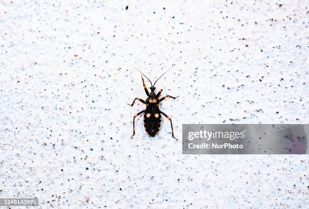Acanthaspis is a genus of assassin bugs , a family of true bugs, which are currently disguising themselves by attaching bits of debris to aid in...
