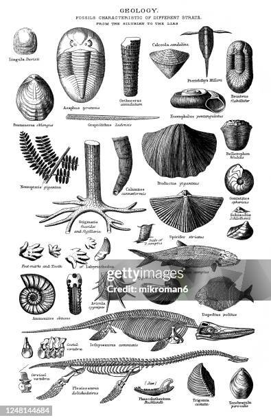 old engraved illustration of geology - fossils characteristic of different strata from silurian to the lias - trias stockfoto's en -beelden