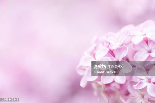 柔和柔和的粉紅色丁香花 - 五月 個照片及圖片檔