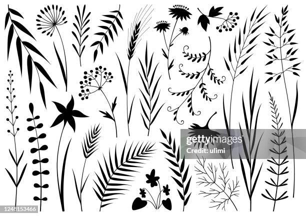 stockillustraties, clipart, cartoons en iconen met planten - dille