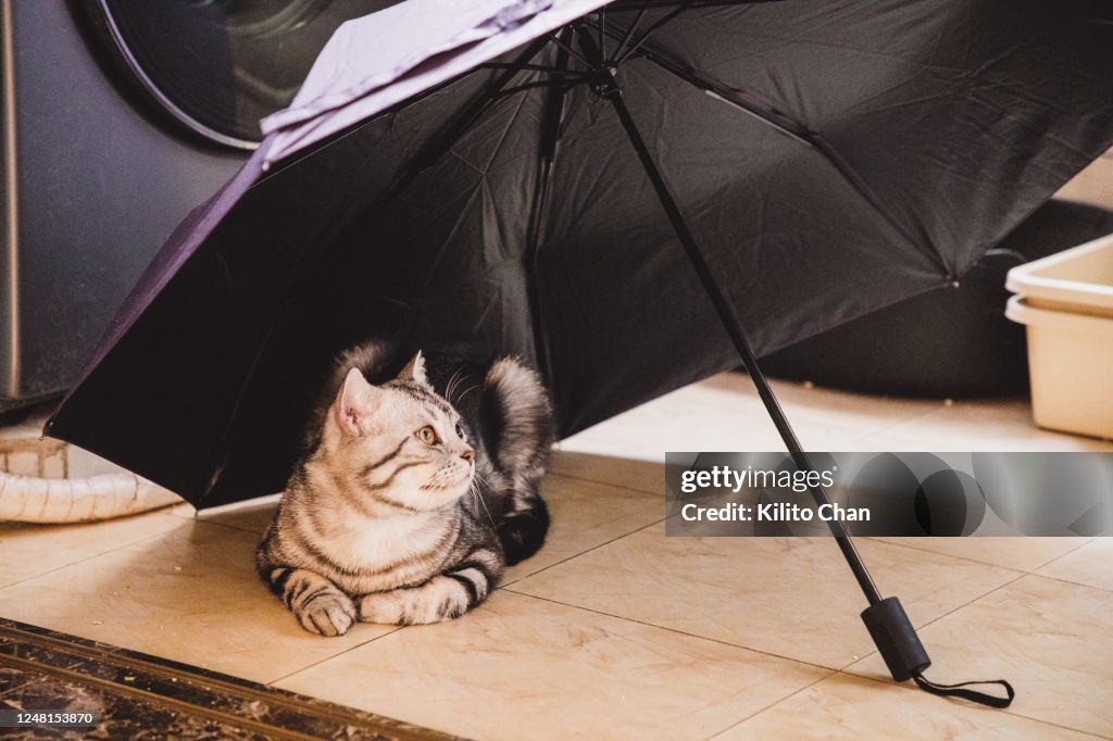 Shorthair striped cat lying under a umbrella