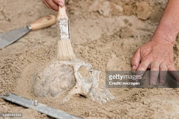 cropped hands digging sand - archaeology stock pictures, royalty-free photos & images