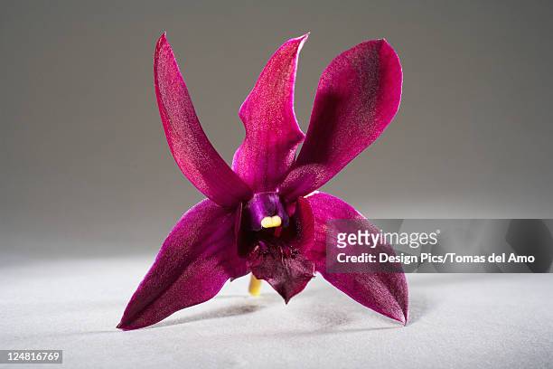 hawaii, close-up of red dendrobium orchid, studio shot on gray background. - orchid dendrobium single stem foto e immagini stock
