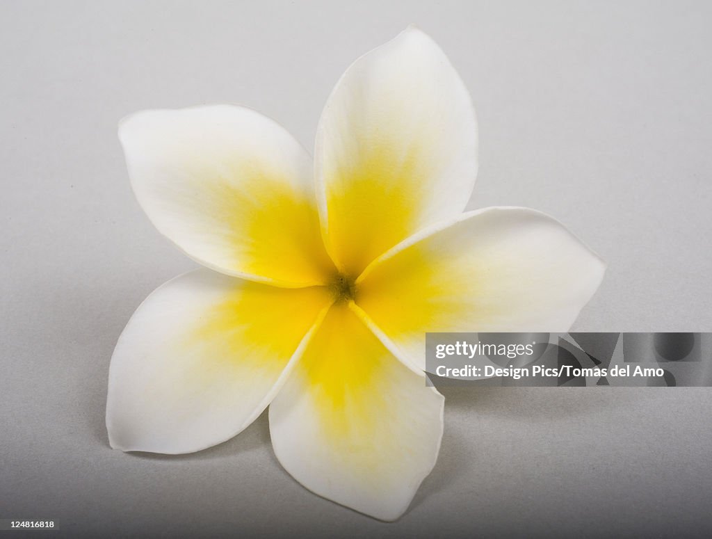 Studio shot of yellow plumeria on white background.