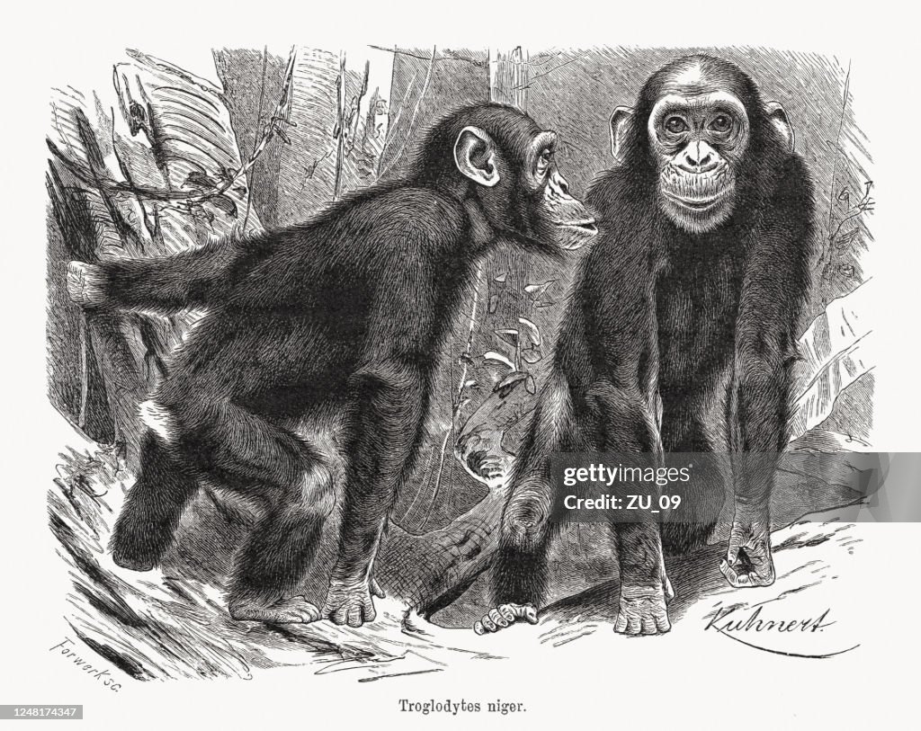 Chimpanzee (Pan troglodytes), wood engraving, published in 1891