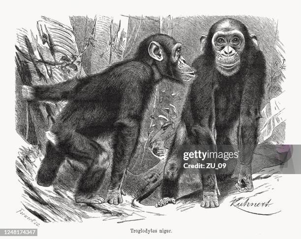 chimpanzee (pan troglodytes), wood engraving, published in 1891 - african chimpanzees stock illustrations