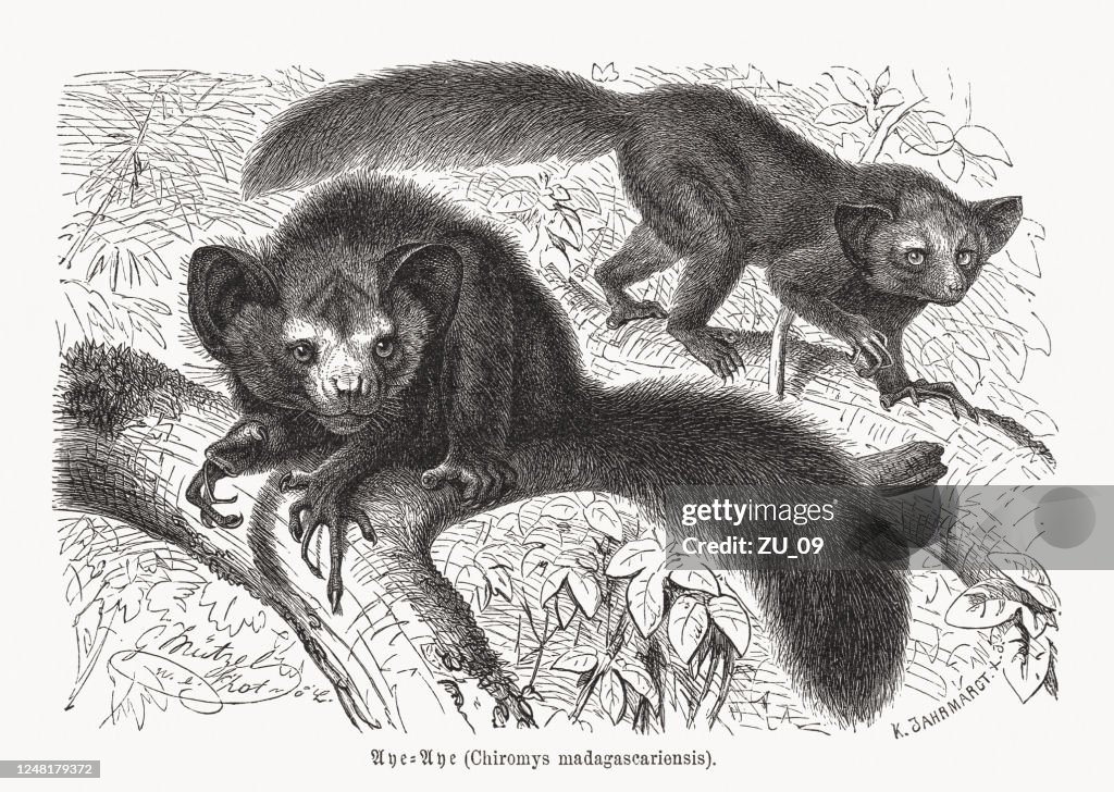 Aye-aye (Daubentonia madagascariensis), wood engraving, published in 1891