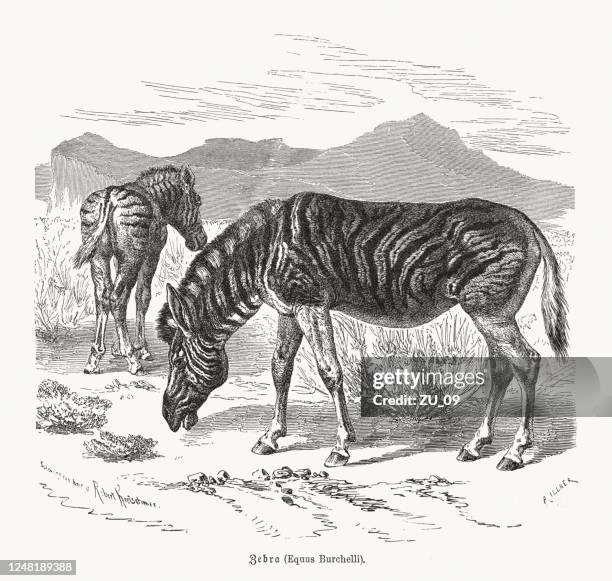 Plains Zebra Wood Engraving Published In 1891 High-Res Vector Graphic