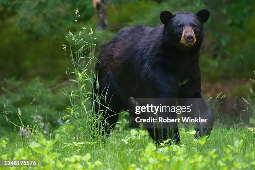 Bear Raising Paw High-Res Stock Photo - Getty Images