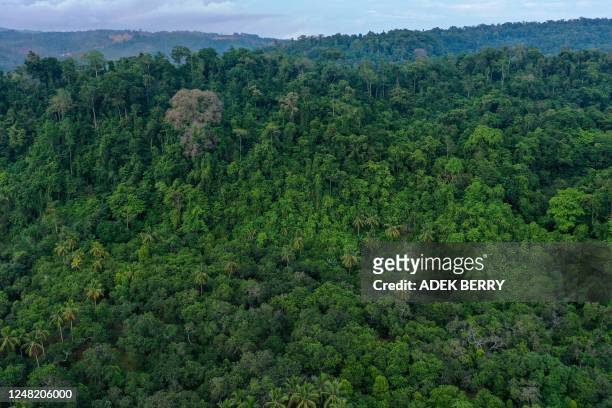 This aerial picture taken on February 7, 2023 shows a general view of a forest area in the village of Roko-Roko on Wawonii island in southeast...