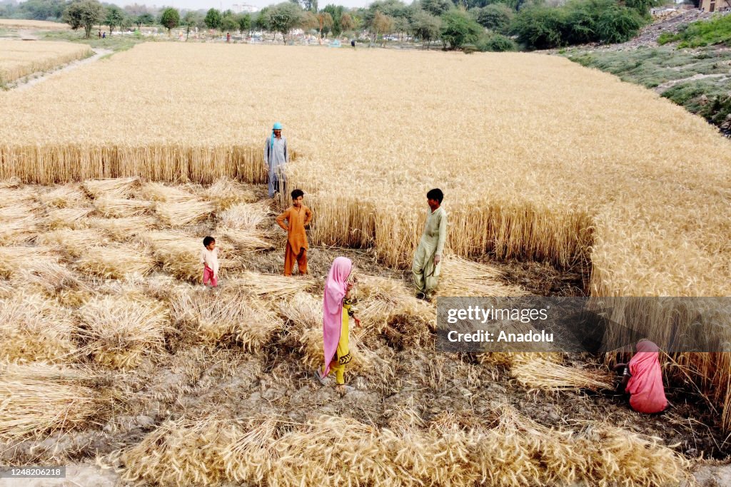 Wheat harvest in Pakistan's Hyderabad