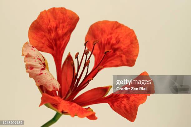 a single orange colored royal poinciana flower against cream background - levendige kleur stockfoto's en -beelden